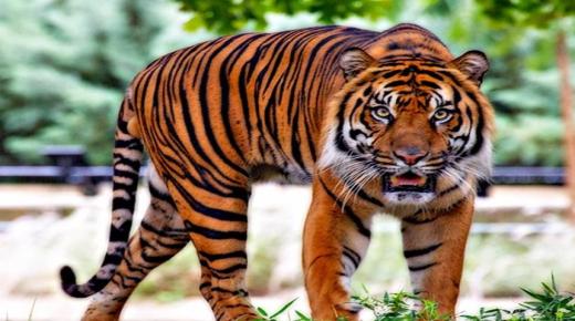 Apakah tafsiran harimau dalam mimpi menurut Imam Al-Sadiq dan Ibnu Sirin?