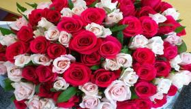 इब्न सिरिन द्वारा एकल महिलाओं के लिए गुलाब के सपने की व्याख्या के बारे में जानें