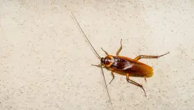 Lær om betydningen av å se en kakerlakk i en drøm av Ibn Sirin