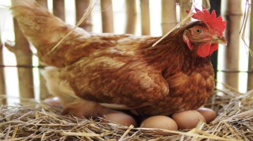 تفسير رؤية البيض والدجاج في المنام لابن سيرين