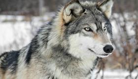 أهم 100 تفسير لحلم الذئب في المنام لابن سيرين