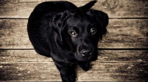 ما هو تفسير حلم الكلاب السوداء للعزباء لابن سيرين؟