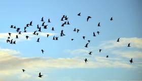 7 دلالات لرؤيا الطير في المنام لابن سيرين تعرف عليهم بالتفصيل