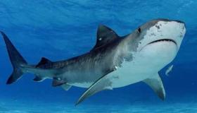 تفسير رؤية سمك القرش في المنام لابن سيرين
