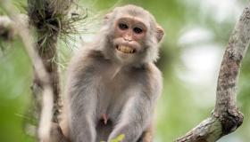 تفسير حلم القرود لابن سيرين وكبار العلماء