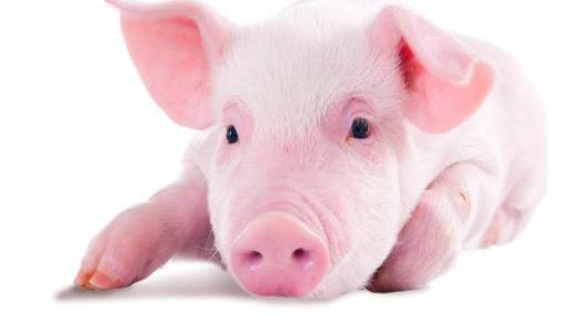 ما هو تفسير حلم الخنزير في المنام لابن سيرين والنابلسي؟