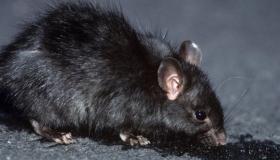 ما هو تفسير حلم الفأر الأسود في المنام لابن سيرين؟
