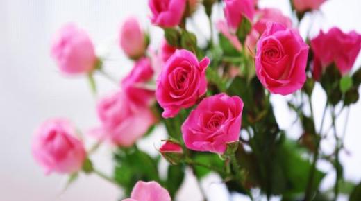 الورد الزهري في المنام للعزباء وتفسير حلم حديقة الورد للعزباء