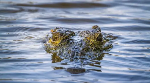 أهم 20 تفسير لرؤية التمساح في المنام لابن سيرين