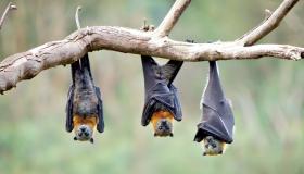 تفسير الحلم بالخفافيش في المنام لابن سيرين