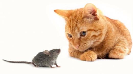 تأويلات ابن سيرين لرؤية القطط والفئران في المنام
