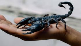 Incazelo ye-scorpion ephusheni ngu-Ibn Sirin kanye nezazi eziphezulu