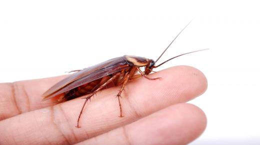 Den viktigste 20 tolkningen av drømmen om kakerlakker for single kvinner av Ibn Sirin