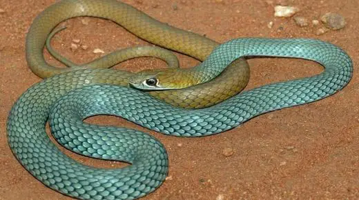 Apakah tafsiran melihat ular dalam mimpi menurut Ibnu Sirin?