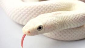 Hva er tolkningen av å se den hvite slangen i en drøm av Ibn Sirin?
