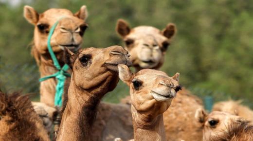 Sapete più nantu à l'interpretazione di vede cammelli in un sognu per una donna maritata, secondu Ibn Sirin