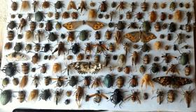इब्न सिरिन द्वारा सपने में कीड़े देखने की व्याख्या के बारे में और जानें