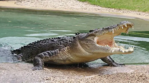 Mi sonĝis pri krokodilo hejme, kaj la interpreto de sonĝo pri krokodilo postkuranta min