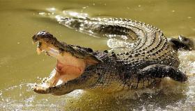 I 100 interpretazioni più impurtanti di vede un crocodile in u sognu di l'omu secondu Ibn Sirin