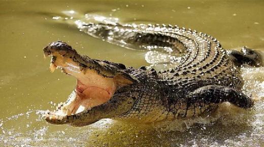 أهم 100 تفسير لرؤية التمساح في المنام للرجل لابن سيرين
