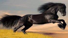 इब्न सिरिन के अनुसार काले घोड़े के सपने की व्याख्या