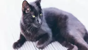 Saznajte više o tumačenju vidjeti crnu mačku u snu prema Ibn Sirinu