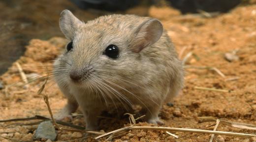 इब्न सिरिन द्वारा सपने में चूहा देखने की 100 सबसे महत्वपूर्ण व्याख्याएँ