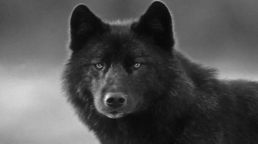 Lær om de viktigste tolkningene av den svarte ulven i en drøm av Ibn Sirin
