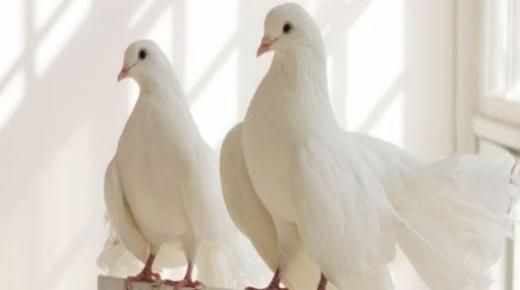 Naučite tumačenje sna o bijeloj golubici prema Ibn Sirinu