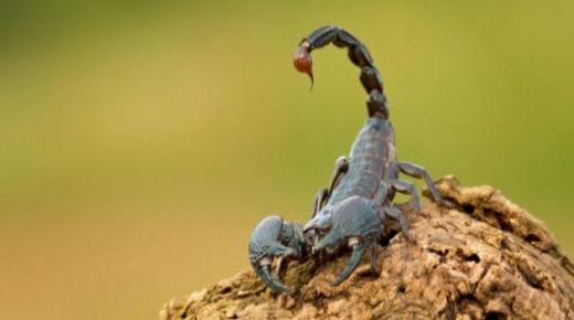 Funda mayelana nokuchazwa kwe-scorpion sting ephusheni ngu-Ibn Sirin