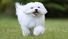 इब्न सिरिन द्वारा सपने में सफेद कुत्ते को देखने की व्याख्या के बारे में जानें