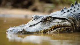 Lær mer om tolkningen av en drøm om en krokodille ifølge Ibn Sirin
