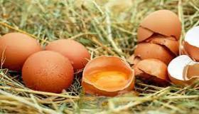 इब्न सिरिन के अनुसार अंडे तोड़ने के सपने की व्याख्या