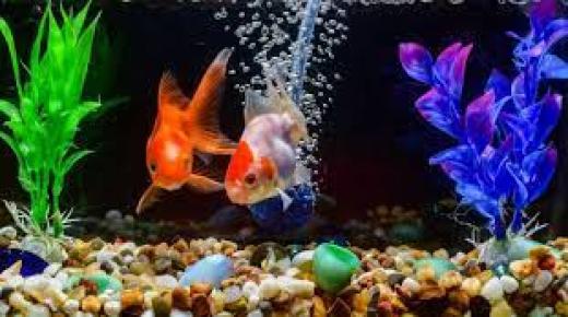 इब्न सिरिन द्वारा सपने में रंगीन मछली देखने की व्याख्या के बारे में जानें