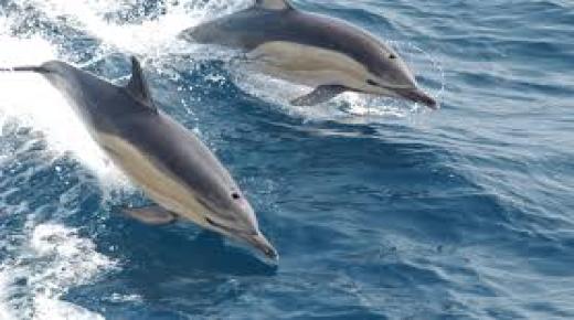 Ang mga interpretasyon ni Ibn Sirin sa mga dolphin sa usa ka damgo