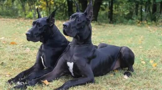 İbn Sirin'e göre rüyada evli bir kadın için kara köpeklerle ilgili rüyanın yorumlanması