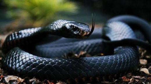 Tafsiran melihat ular hitam dalam mimpi oleh Ibn Sirin