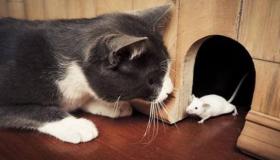 इब्न सिरिन द्वारा बिल्लियों और चूहों के बारे में एक सपने की व्याख्या