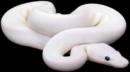 Tolkning av å se en hvit slange i en drøm for seniorforskere