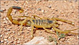 Ukuhunyushwa kwephupho mayelana ne-scorpion ephuzi ngu-Ibn Sirin kanye nezazi eziphezulu