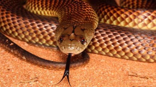 Kahverengi renklerinde bir yılanla ilgili rüyanın İbn Şirin tarafından yorumlanması