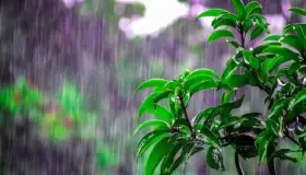 Fortolkning af at se regn fra vinduet i en drøm af Ibn Sirin