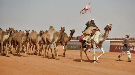 Hva er tolkningen av å se en kamel jage meg i en drøm ifølge Ibn Sirin?