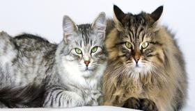 इब्न सिरिन के सपने में बिल्ली की व्याख्या क्या है?