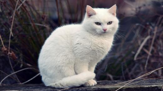 इब्न सिरीनने स्वप्नात पांढरी मांजर पाहण्याचा अर्थ जाणून घ्या