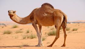 Tolkning av å se en kamel i en drøm av Ibn Sirin